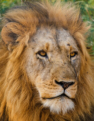 Close up portrait of an African Lion during a safari game drive in Kruger National Park South Africa. close up of Male Lion looking into the camera