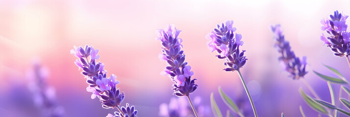 Obraz premium Amazing beautiful colorful natural scenery. Lavender flowers rays of summer sunlight in spring outdoors on nature macro, soft focus. Atmospheric banner header with copy space. Generative ai.
