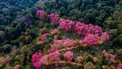 Sakura Cherry Blossom trees in the mountains of Chiang Mai Thailand, Khun Chan Khian Thailand at Doi Suthep, Aerial view of pink cherry blossom trees on the mountains Chiang Mai in Thailand 