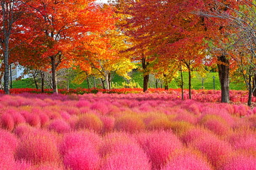 北海道の絶景 ゆにガーデンのコキアの丘