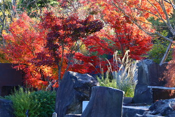 紅葉。秋の東京・世田谷の風景。二子玉川公園帰真園にて。