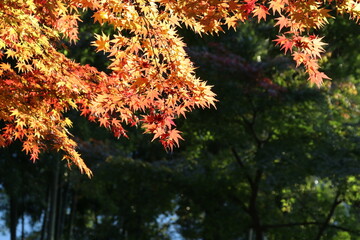 紅葉。秋の東京・世田谷の風景。旧小坂邸にて、