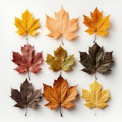 Naklejka na ściany i meble Isolated Leaves Collection Multicolored Fallen, Isolated On White Background, For Design And Printing