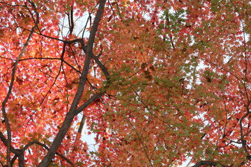 紅葉。秋の東京・世田谷の風景。砧公園にて。