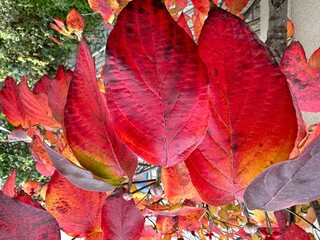 Obraz premium 紅葉