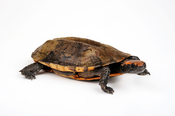 Twist-necked turtle, flat-headed turtle // Rotkopf-Plattschildkröte (Platemys platycephala)