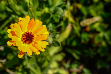 bright orange blossom from a marigold in the garden and sun detail