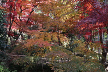 紅葉。秋の東京・世田谷の風景。旧小坂邸にて。
