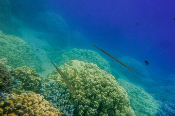 Fototapeta na wymiar bluespotted cornetfish hovering over colorful corals with blue water in egypt