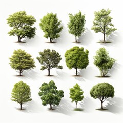 Collection Trees Isolated On White Background, Isolated On White Background, For Design And Printing