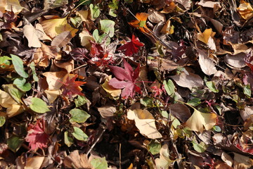 紅葉。秋の東京・世田谷の風景。旧小坂邸にて。