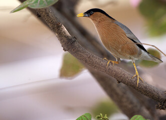 brahminy myna on branch