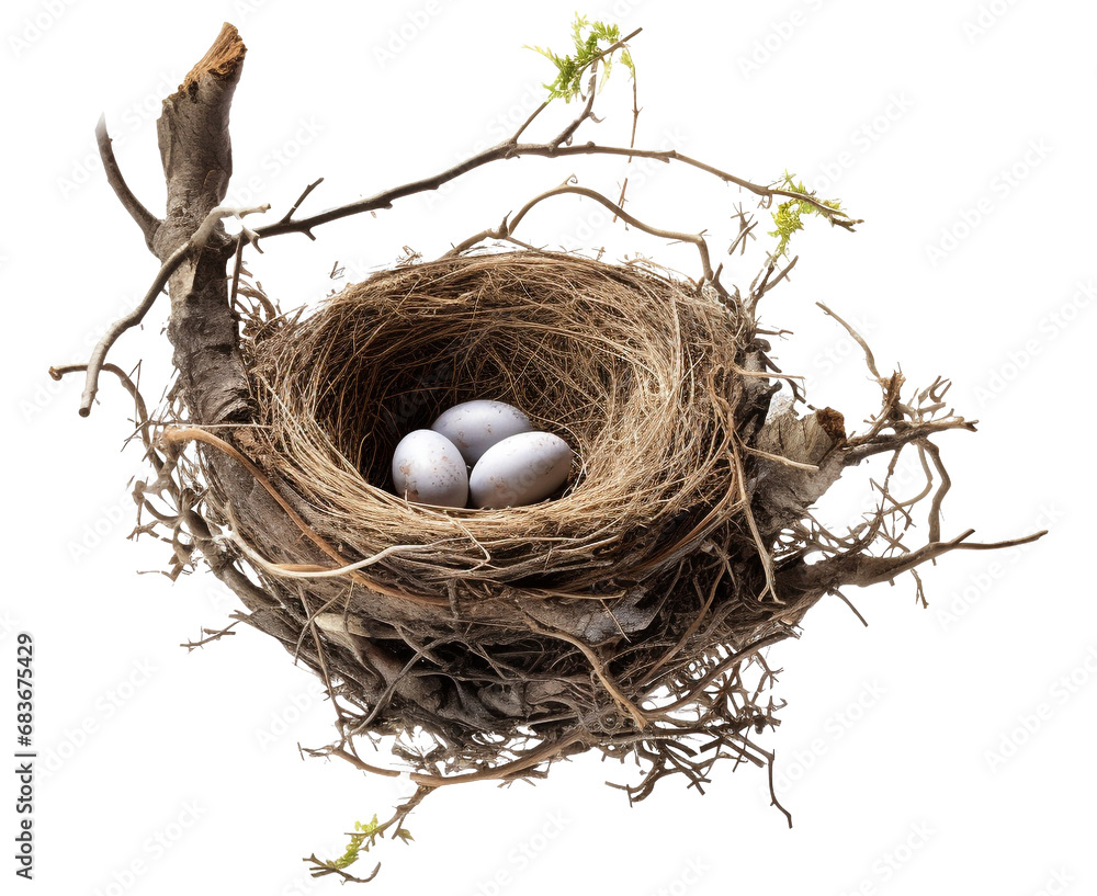 Wall mural Bird nest png straw nest png birds nest png nest in tree branch png bird's nest png nest in the tree fowl nest png bridie nest png birds nest transparent background