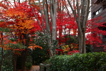 紅葉。秋の東京・世田谷の風景。