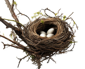 Bird nest png straw nest png birds nest png nest in tree branch png bird's nest png nest in the tree fowl nest png bridie nest png birds nest transparent background