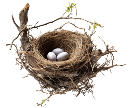 Bird nest png straw nest png birds nest png nest in tree branch png bird's nest png nest in the tree fowl nest png bridie nest png birds nest transparent background