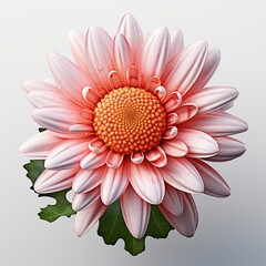 Beautiful White Daisy Marguerite Little Pink, Isolated On White Background, For Design And Printing