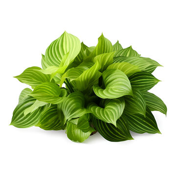 Green and yellow Hosta leaves isolated on transparent background - high quality PNG of perennial plant, isolated top view of green lettuce cantonese vegetable a fresh cultivated plant with edible leav