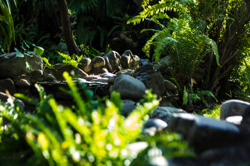 Flowers and leaves against the sun will be more beautiful, all magical from the rays of sunlight spreading across the forest
