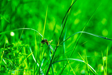 White daisy flowers in a glass blurred background Aster daisy composite flower Asteraceae Compositae,Passerby helping to support the child girl to stand up from on the floor after falling down at park