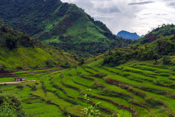 Fototapeta premium Step Rice fields of Pinlaung