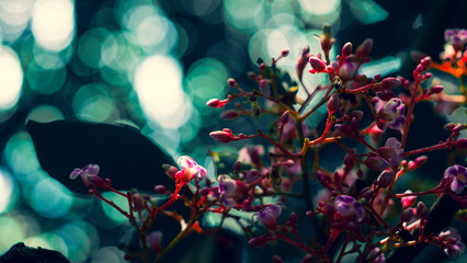 Closeup Bunch of Carambola Flowers on Branch Isolated on Nature Background,Close-up of pink cherry...