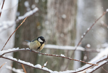 Fototapeta premium Winter scene The smallest tit