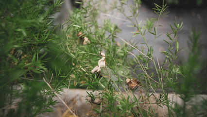 Fallen leaves on the road also make many people feel sad,Cropped hand of man holding autumn leaves in forest