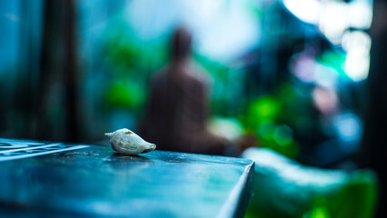 Fuji and a traditional Pagoda combined in one stunning view.
Buddha in our hearts, saints in our...