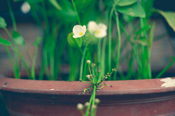 The land of many flowers is probably Southeast Asia, everywhere there are flowers and insects of many different colors.Flowers in tropical climates have many diverse types, 
