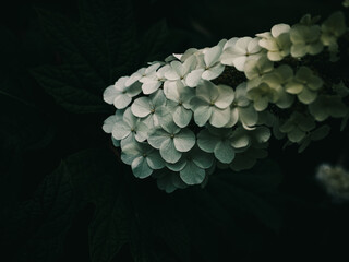Oakleaf hydrangea flower