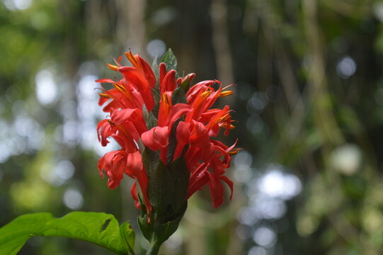 selective focus, red lollipop plant with latin name
Pachystachys, a species of flowering plant in the family Acanthaceae, is native to the rainforests of the Caribbean and Central and South America.