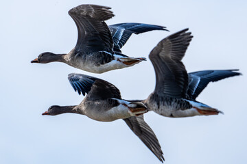 white-fronted goose