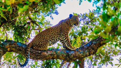 Leopard wild animal in Kruger National Park South Africa, Leopard in a tree during sunset at a...