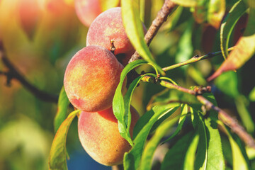 Peach on a branch in an orchard. Nature background. Harvest of ripe peaches