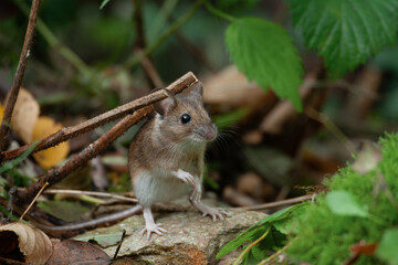 Naklejka na ściany i meble Topo selvatico (Apodemus sylvaticus) Wild mouse