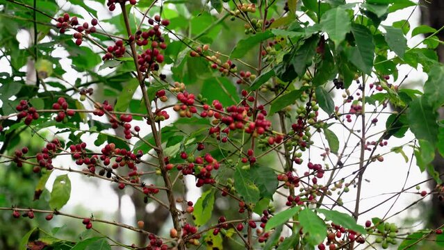 Raw arabica coffee beans in coffee plantation