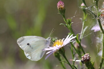 white and yellow butterfly in a summer garden
