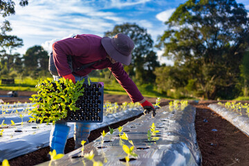 Asian farmer is carrying tray of young vegetable seedling to plant in mulching film for growing organics plant during spring season and agriculture concept - obrazy, fototapety, plakaty