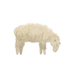 Hand painted watercolor sheep isolated on white