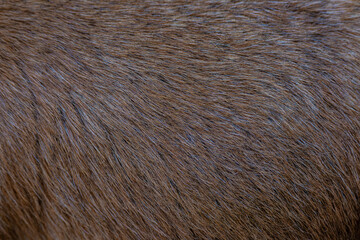 close up of a fur texture