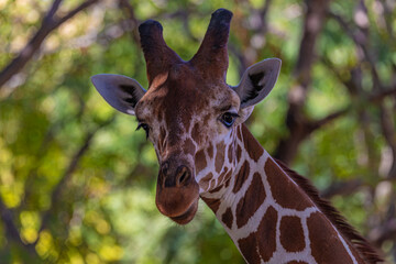 Obraz premium portrait of a giraffe