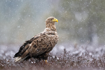 Eagle in snowfall, bog scenery