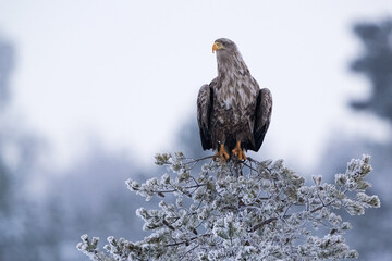 Eagle in top of a tree, frosty forest
