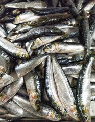 Portuguese sardines 