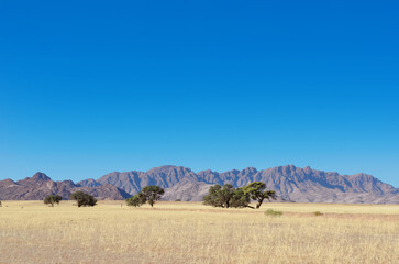 African savanna landscape, savannah wild grassland with mountains on background, Namibia, South Africa

