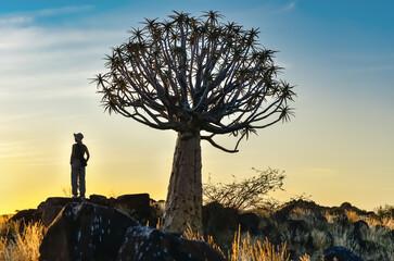 Woman tourist in quiver tree forest, african sunrise nature landscape, travel adventure in Namibia,...