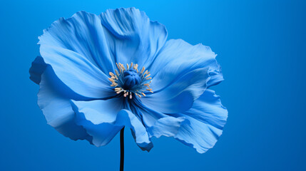 Elegant blue poppy flower