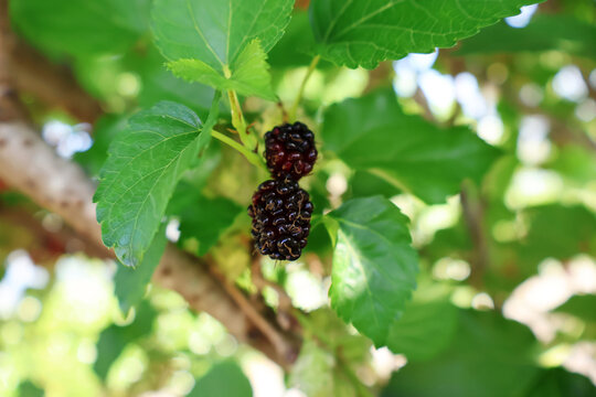 Mulberry fruits are ripe and dark purple on the tree.

