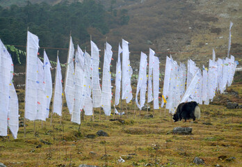 A yak grazing on the backdrop of prayer flags at 12600 ft altitude in Yumthang, North Sikkim. Yaks...